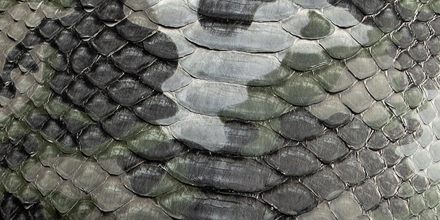 ダイヤモンドパイソン