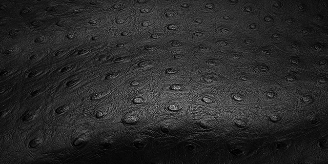 オーストリッチ